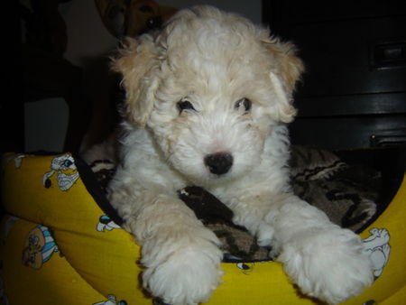 Bichon Frisé Pimpinha in her bed