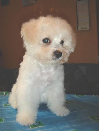 Bichon Frisé vom Adlerhorst