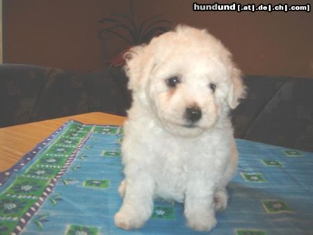 Bichon Frisé vom Adlerhorst