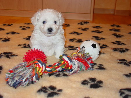 Bichon Frisé vom Adlerhorst