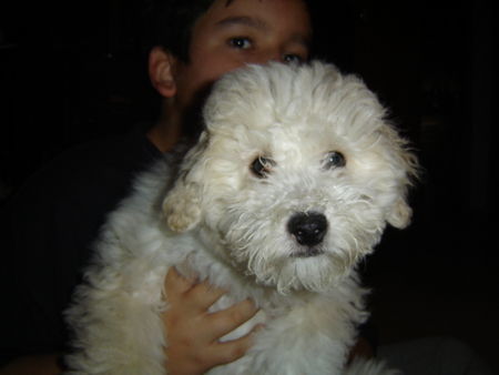 Bichon Frisé Hello! i'm Pimpinha and the human is Pedro!!!!