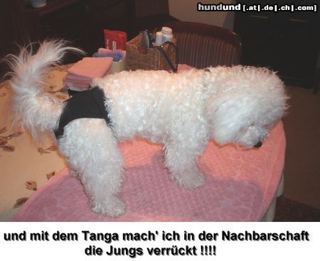 Bichon Frisé dana aus dem zwinger just for fun, ein traumhaftes bichonmädchen