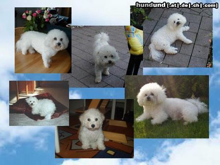 Bichon Frisé Schönheiten unter sich!