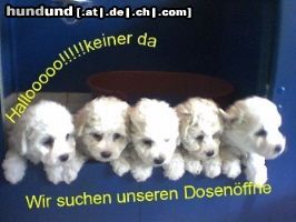 Bichon Frisé Luna vom Stiefeler-Schloß mit Freund