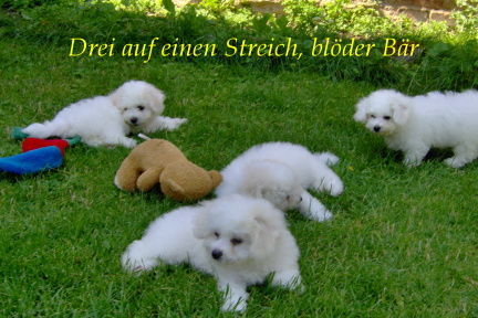 Bichon Frisé