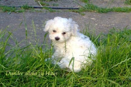 Bichon Frisé