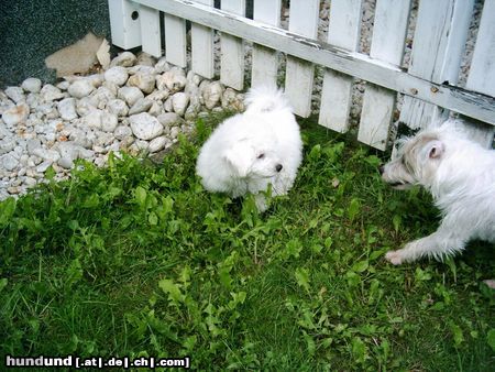 Bichon Frisé Tabby mit Freundin Joy