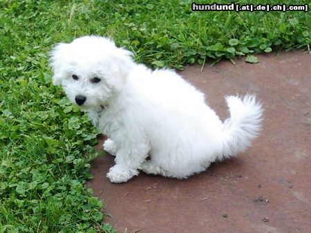 Bichon Frisé Tabby 3 Monate