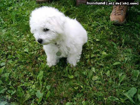 Bichon Frisé Tabby 3 Monate