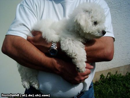 Bichon Frisé Tabby auf Arm v Herrchen