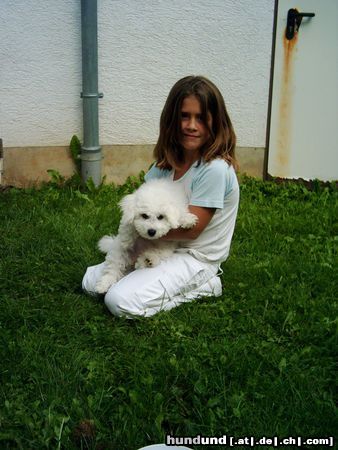 Bichon Frisé Tabby und Janine