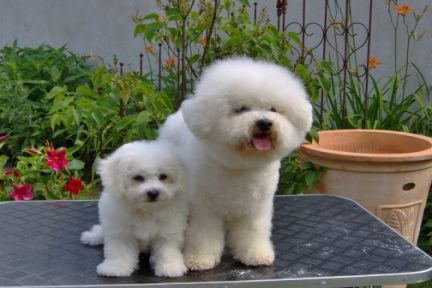 Bichon Frisé