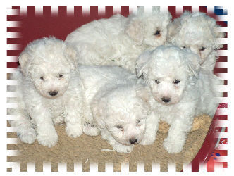 Bichon Frisé \\\\\\\\