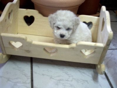 Bichon Frisé