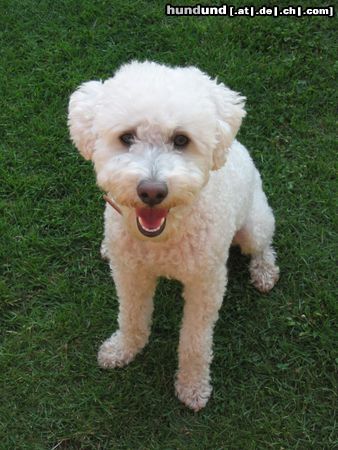 Bichon Frisé Bichon Frisé /Kreuzung ? aus Mexiko mitgebracht. Kann man diesen suessen Hund einer Rasse zuordnen?