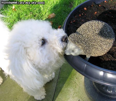 Bichon Frisé ein vorsichtiges küsschen von dana 