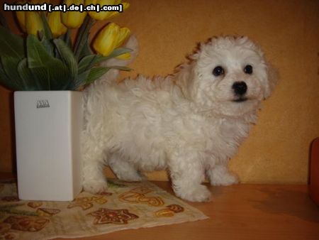 Bichon Frisé Bichon Frise vom Adlerhorst