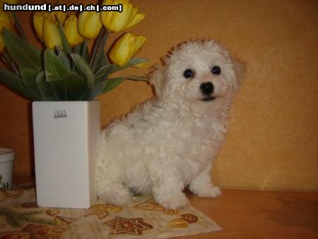 Bichon Frisé Bichon Frise vom Adlerhorst