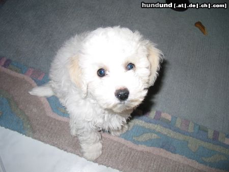 Bichon Frisé Qunicy Leo als Baby