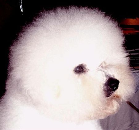 Bichon Frisé vom Adlerhorst