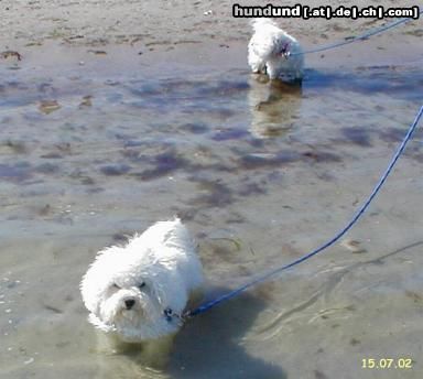 Bichon Frisé Strandfeeling auch für Hunde, Badefreuden in der Ostsee