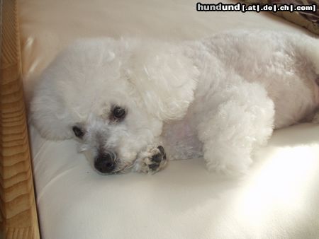 Bichon Frisé Am besten schläft es sich im Wasserbett