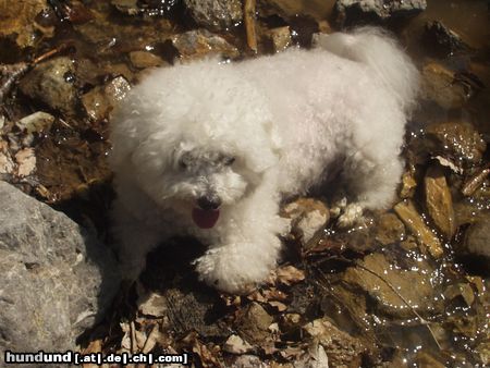 Bichon Frisé Ich bin ein waschechter Berghund ;o)