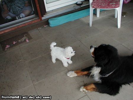 Bichon Frisé Mein Freund Werner(ob ich auch mal so groß werde)