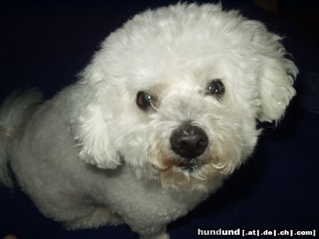 Bichon Frisé Ich bin kein Naseweiß !!!