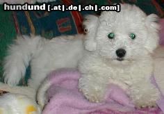 Bichon Frisé Bichon Frise Benni