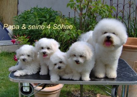 Bichon Frisé