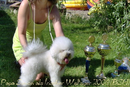 Bichon Frisé Ideal Bichon Charnett