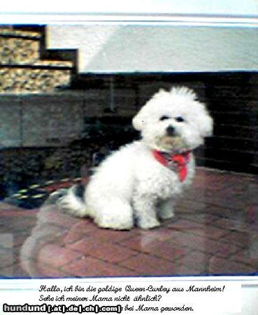 Bichon Frisé Queen-Curley von der Ruhrhöhe