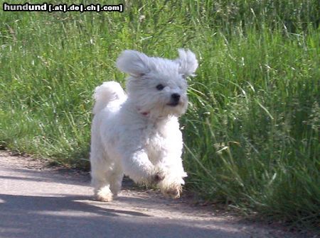 Bichon Frisé Roxi spielt fangen