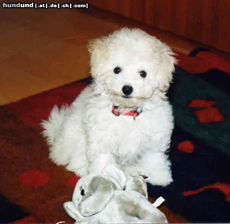 Bichon Frisé Bichon Frise vom Adlerhorst