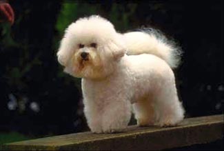 Bichon Frisé