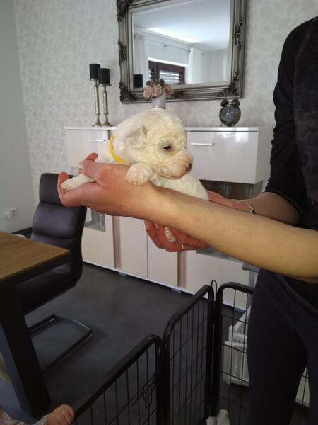 Bichon Frisé Unser neues Baby Keyla 6 Wochen