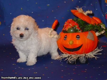 Bichon Frisé Bichon Frise vom Adlerhorst