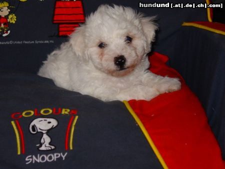 Bichon Frisé vom Adlerhorst