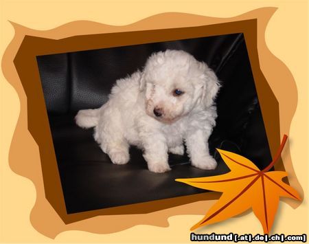 Bichon Frisé Bichon Frise vom Adlerhorst