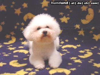 Bichon Frisé Bichon Frise Deckrüde Lucky