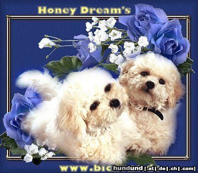 Bichon Frisé Bichon frise Zucht Honey Dream's stellt seine Welpen vor