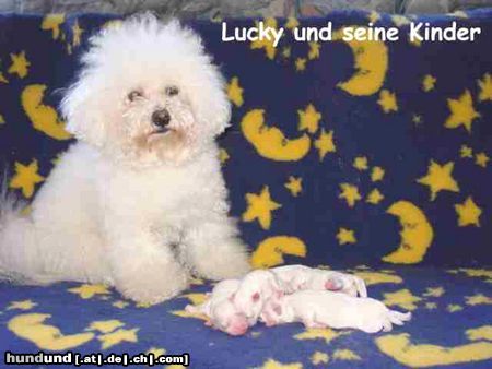 Bichon Frisé Bichon Frise vom Adlerhorst