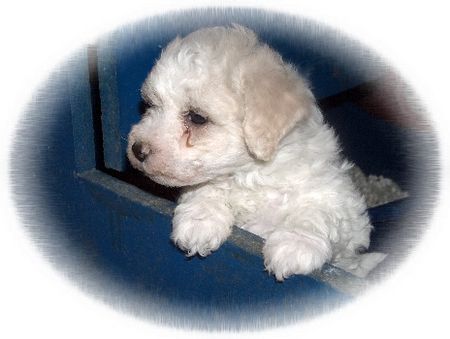 Bichon Frisé \