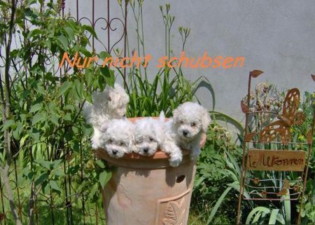 Bichon Frisé Unsere 4 Jungs beim posieren