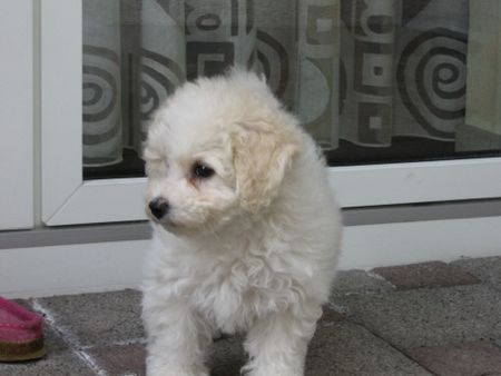 Bichon Frisé