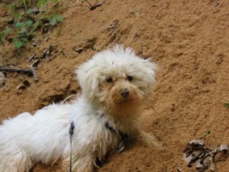 Bichon Frisé Auch soll sehe ich ab und zu aus