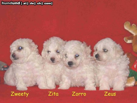 Bichon Frisé Bichon Frise vom Adlerhorst