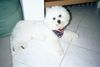 Bichon Frisé Hund