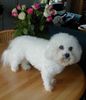 Bichon Frisé Hund